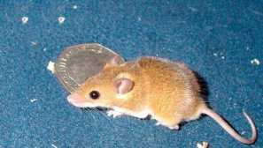 Африканска джуджета